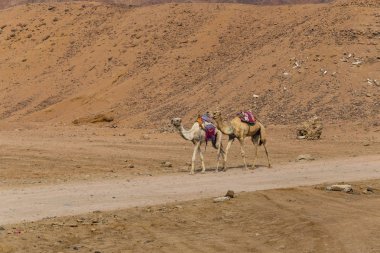 Dromedary Sina Yarımadası üzerinden. Arap deve (Camelus dromedarius). Hayvan Bedevileri tarafından turist çöl kumulları aracılığıyla taşımak için yük hayvanı kullanılır. 