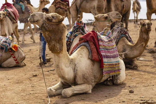 Dromedary Sina Yarımadası Üzerinden Başkanı Arap Deve Camelus Dromedarius Hayvan — Stok fotoğraf