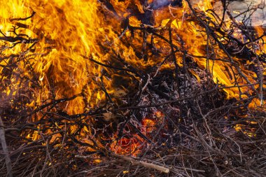 Yanan ateş. Yanan ağaç dalları. Pagan ayin baharın gelişini adanmış. Shrovetide büyük ateşin ortasına. 