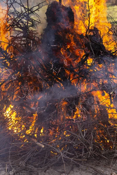 Flaming fire. Burning tree branches. Pagan rite dedicated to the arrival of spring. Big bonfire on Shrovetide.