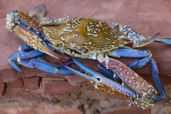 Callinectes Sapidus Atlanten Blå Krabba Eller Som Chesapeaken Blå Regionalt — Stockfoto