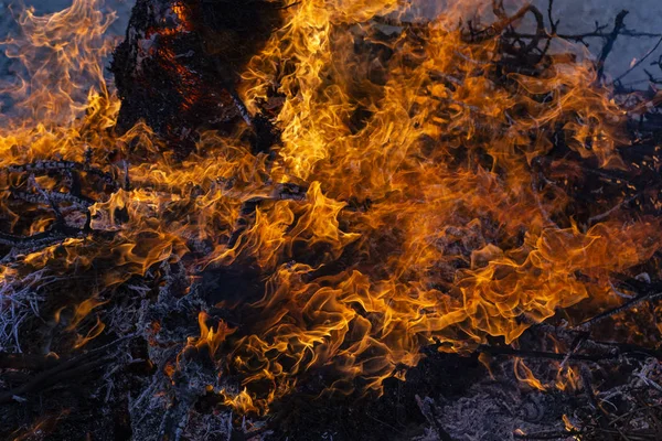 Flaming fire. Burning tree branches. Pagan rite dedicated to the arrival of spring. Big bonfire on Shrovetide.