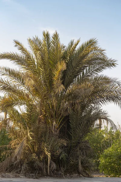 Dattelpalmen Auf Der Sinai Halbinsel — Stockfoto