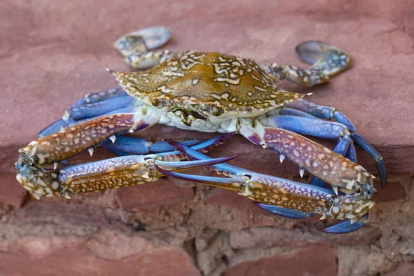 Callinectes sapidus, the Atlantic blue crab, or regionally as the Chesapeake blue crab.
