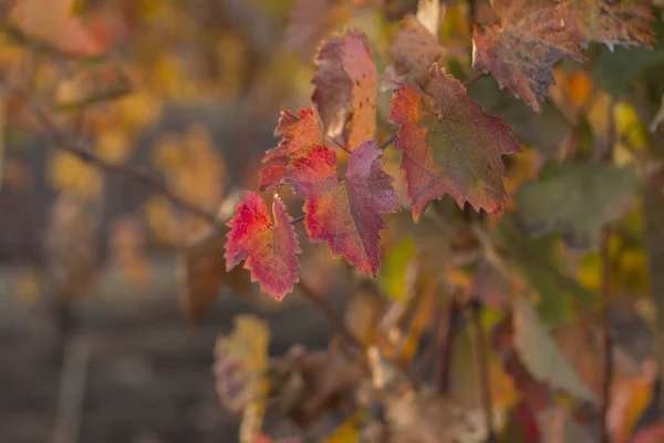 Vinice Podzim Červeným Listím Přechod Révy Zimu Výroba Vína Technologie — Stock fotografie
