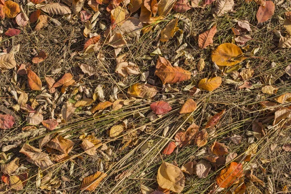 Campo Folhas Tapete Outono Árvores Deitaram Fora Folhagem Rhus Cotinus — Fotografia de Stock