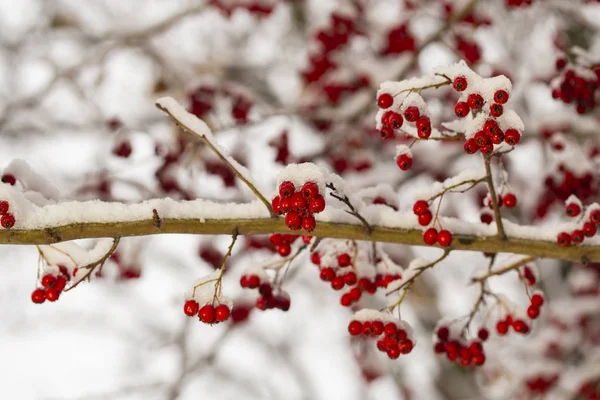 Crataegus Comúnmente Llamado Espino Espino Espina Movediza Espátula Árbol Mayo —  Fotos de Stock