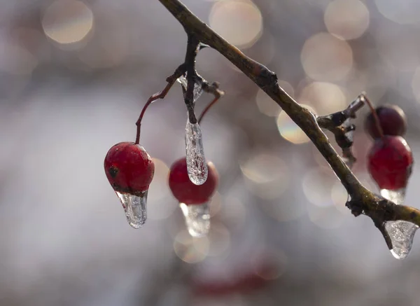 Frusna Skogen Crataegus Brukar Kallas Hagtorn Quickthorn Thornapple Kan Träd — Stockfoto