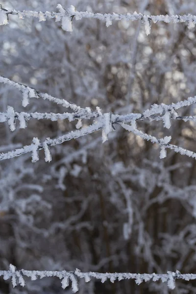 Prikkeldraad Bedekt Met Ijs Gesloten Gebied Winter — Stockfoto