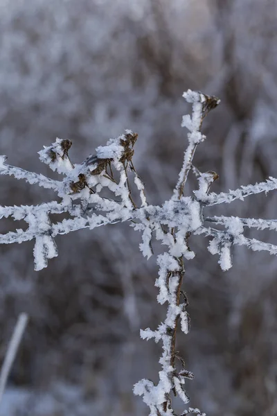 Arame Farpado Coberto Com Gelo Área Fechada Inverno — Fotografia de Stock