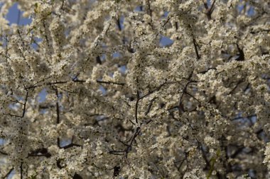 Nisan ayında erik çiçeği. Meyve ağacının beyaz çiçekleri. Arılar ve diğer böcekler çiçekler tozlaşın.