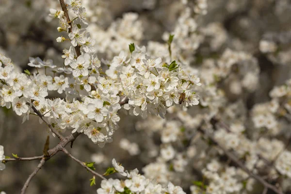 Plum Blossom April White Flowers Fruit Tree Bees Other Insects — Stock Photo, Image
