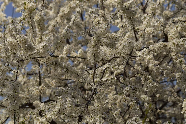 Nisan ayında erik çiçeği. Meyve ağacının beyaz çiçekleri. Arılar ve diğer böcekler çiçekler tozlaşın.