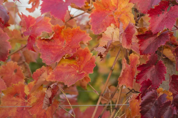 Vineyards Autumn Red Foliage Transition Vine Wintering Wine Making Technology — Stock Photo, Image
