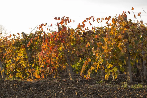 Vignobles Automne Avec Feuillage Rouge Transition Vigne Hivernage Vinification Technologie — Photo