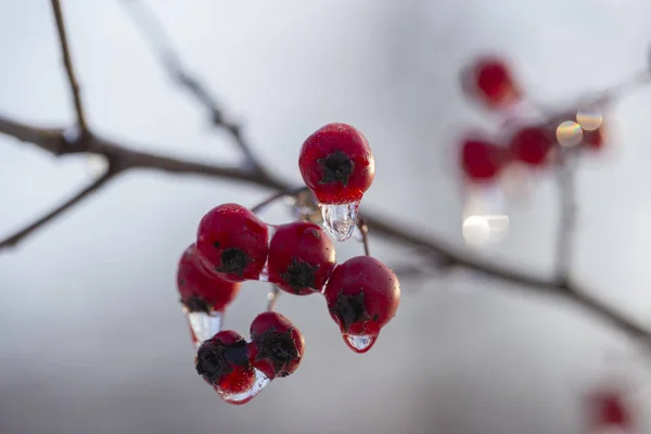 Zamarzniętym Lesie Głóg Powszechnie Nazywane Głogu Jaworek Thornapple Maja Drzewo — Zdjęcie stockowe