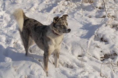 Avustralyalı çoban Alfa erkek kış orman hakimdir. Predator kendi topraklarında denetler. Yan yol sahibi.