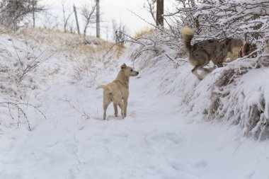 Kış ormandaki yabani köpekler hayati faaliyet. Paketteki hiyerarşik ilişkileri.