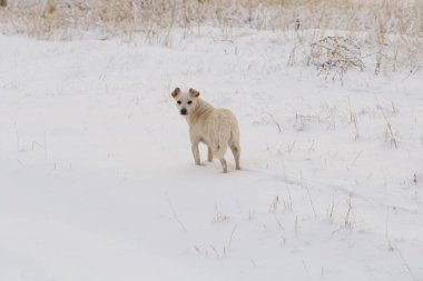 Beyaz köpek içinde belgili tanımlık kar. Alpha kadın kış orman hakimdir. Predator kendi topraklarında denetler. Sahibi atlamak. Sezon soğuk yiyecek ararken predator alışkanlıkları.