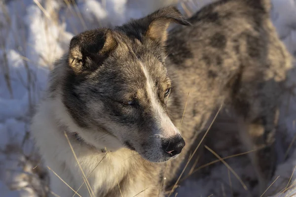 Alfa Samec Australský Ovčák Dominuje Zimní Les Predator Ovládá Jeho — Stock fotografie