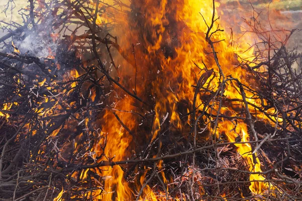 Fogo Flamejante Ramos Árvores Chamas Ritual Pagão Dedicado Chegada Primavera — Fotografia de Stock