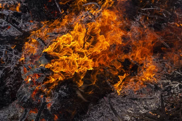 Flaming fire. Burning tree branches. Pagan rite dedicated to the arrival of spring. Big bonfire on Shrovetide.