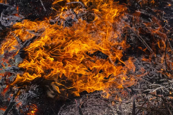 Yanan ateş. Yanan ağaç dalları. Pagan ayin baharın gelişini adanmış. Shrovetide büyük ateşin ortasına. 
