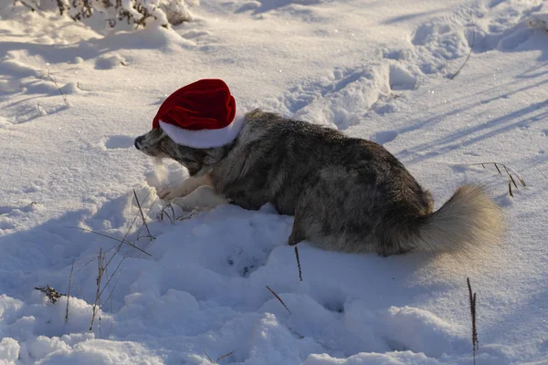 Alpha male Australian Shepherd mocks Christmas clothes. Santa\'s death from the dog\'s teeth because of the hat. New Year\'s quest - dress the dog. The dog shows character, not wanting to obey.