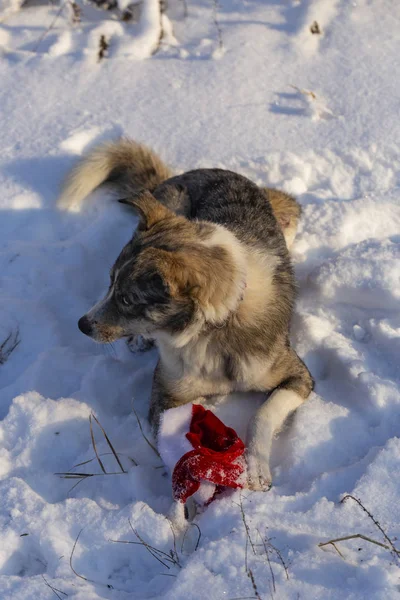 Alpha male Australian Shepherd mocks Christmas clothes. Santa\'s death from the dog\'s teeth because of the hat. New Year\'s quest - dress the dog. The dog shows character, not wanting to obey.