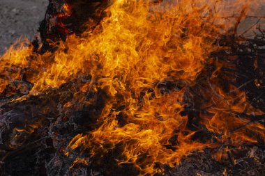 Yanan ateş. Yanan ağaç dalları. Pagan ayin baharın gelişini adanmış. Shrovetide büyük ateşin ortasına. 