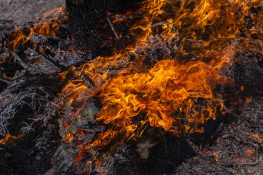 Yanan ateş. Yanan ağaç dalları. Pagan ayin baharın gelişini adanmış. Shrovetide büyük ateşin ortasına. 