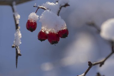 Yaygın olarak adlandırılan alıç, quickthorn, thornapple, Crataegus, Mayıs-ağacı, whitethorn veya hawberry. Çilek olgunlaştı ve gıda kuşlar için kış aylarında olur. Kar kış manzara. Donmuş orman.