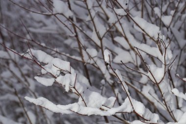Kar fırtınasından sonra karla kaplı ağaçlar. Kışın doğa. Noel Ormanı.