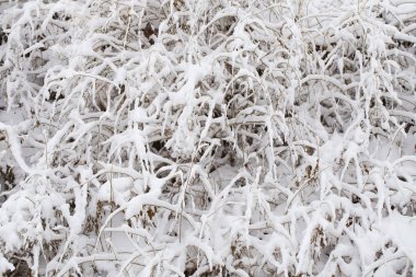 Kar fırtınasından sonra karla kaplı ağaçlar. Kışın doğa. Noel Ormanı.