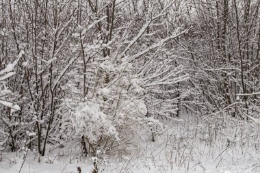 Kar fırtınasından sonra karla kaplı ağaçlar. Kışın doğa. Noel Ormanı.