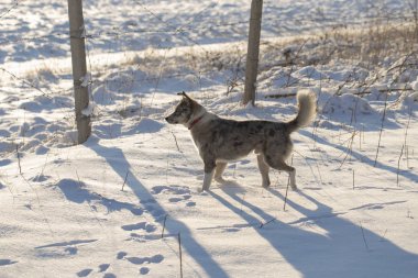 Avustralyalı çoban Alfa erkek kış orman hakimdir. Predator kendi topraklarında denetler. Yan yol sahibi.
