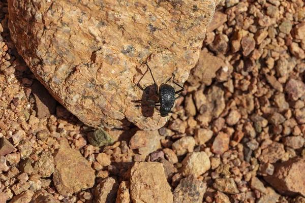 Onymacris Unguicularis Onymacris Unguicularis Est Une Espèce Coléoptère Brouillard Originaire — Photo