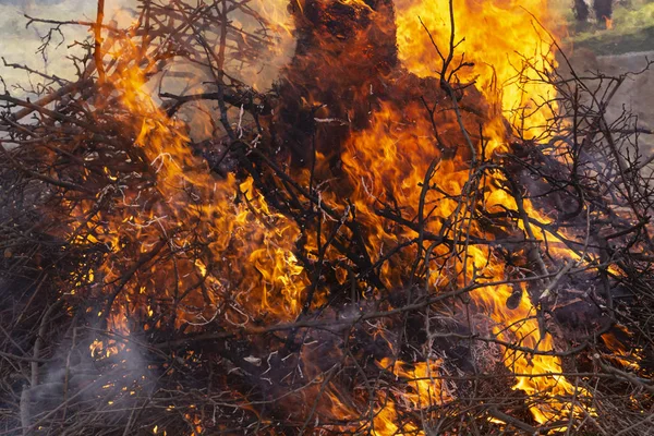 Flaming fire. Burning tree branches. Pagan rite dedicated to the arrival of spring. Big bonfire on Shrovetide.