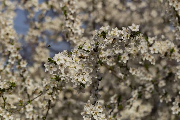 Flor Ciruelo Abril Flores Blancas Árbol Frutal Las Abejas Otros — Foto de Stock