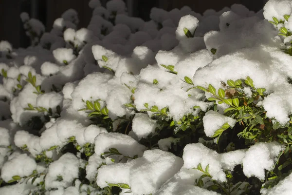Buxus Nella Neve Fiocchi Neve Albero Piante Inverno — Foto Stock