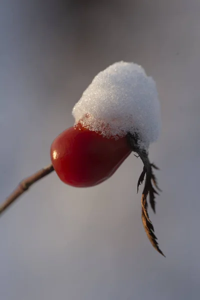 Winterlandschaft Und Schnee Einem Wilden Rosenbusch Eiswald Die Hundsrosen Der — Stockfoto