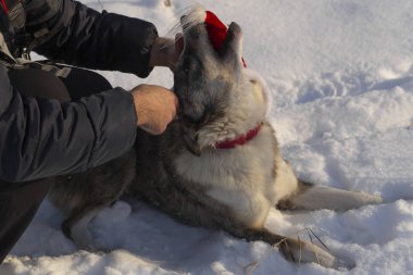 Avustralyalı çoban Alfa erkek yılbaşı soyunma direnir. Köpek itaat etmek istemeyen bir karakter gösterir. Noel bekleyişten. New Year's quest - köpek Giydir.