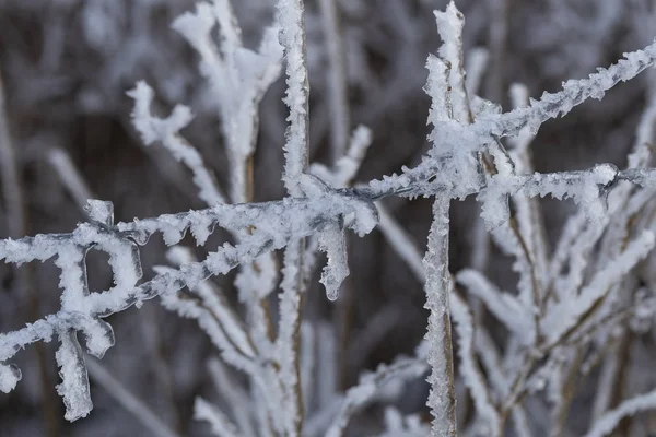 Alambre Espino Cubierto Hielo Zona Cerrada Invierno Zona Exclusión —  Fotos de Stock