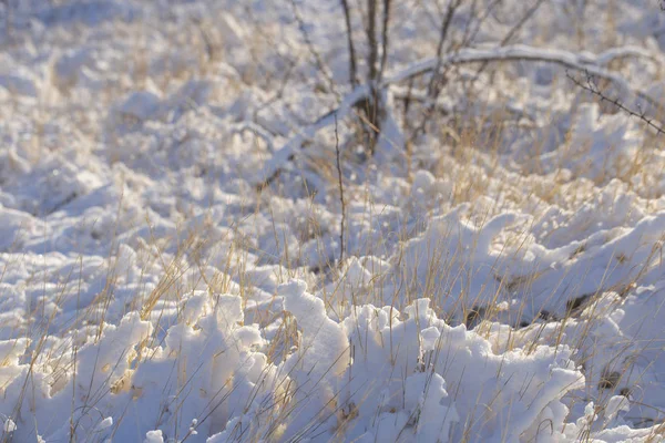 Vysoké Trávy Pokryté Sněhem Sněhové Bouři Příroda Zimě — Stock fotografie