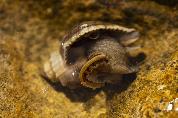 Rapana venosa, common name the veined rapa whelk, a marine gastropod mollusc or whelk, in the family Muricidae, the rock shells.