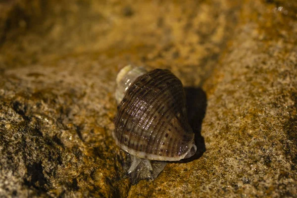 Rapana Venosa Allmänt Namn Den Ådrad Rapa Whelk Marin Snäckor — Stockfoto