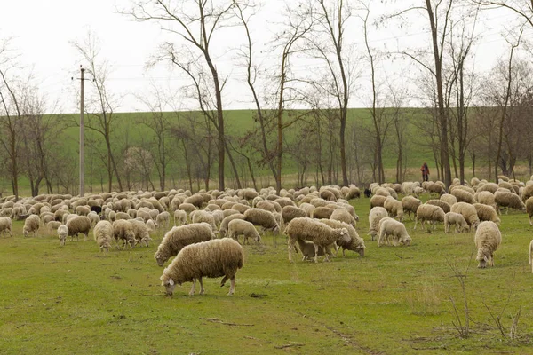 Stádo Koz Ovcí Zvířata Pasou Louce Horské Pastviny Evropě — Stock fotografie