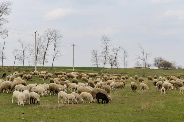 Una Manada Cabras Ovejas Los Animales Pastan Prado Pastos Montaña — Foto de Stock