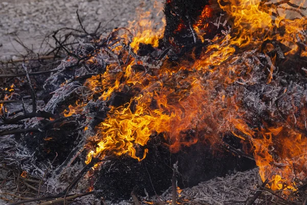 Flaming fire. Burning tree branches. Pagan rite dedicated to the arrival of spring. Big bonfire on Shrovetide.