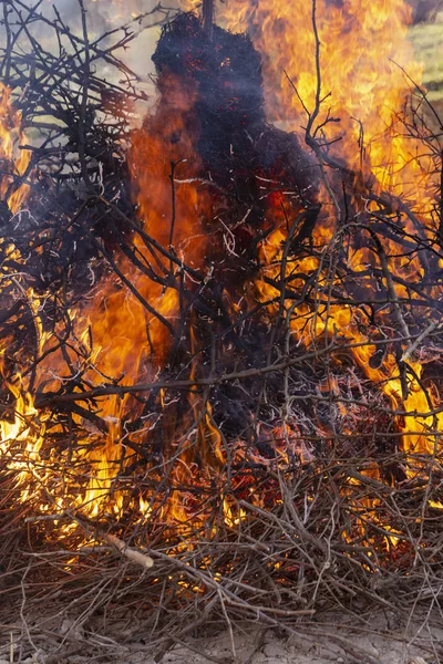 Flaming fire. Burning tree branches. Pagan rite dedicated to the arrival of spring. Big bonfire on Shrovetide.